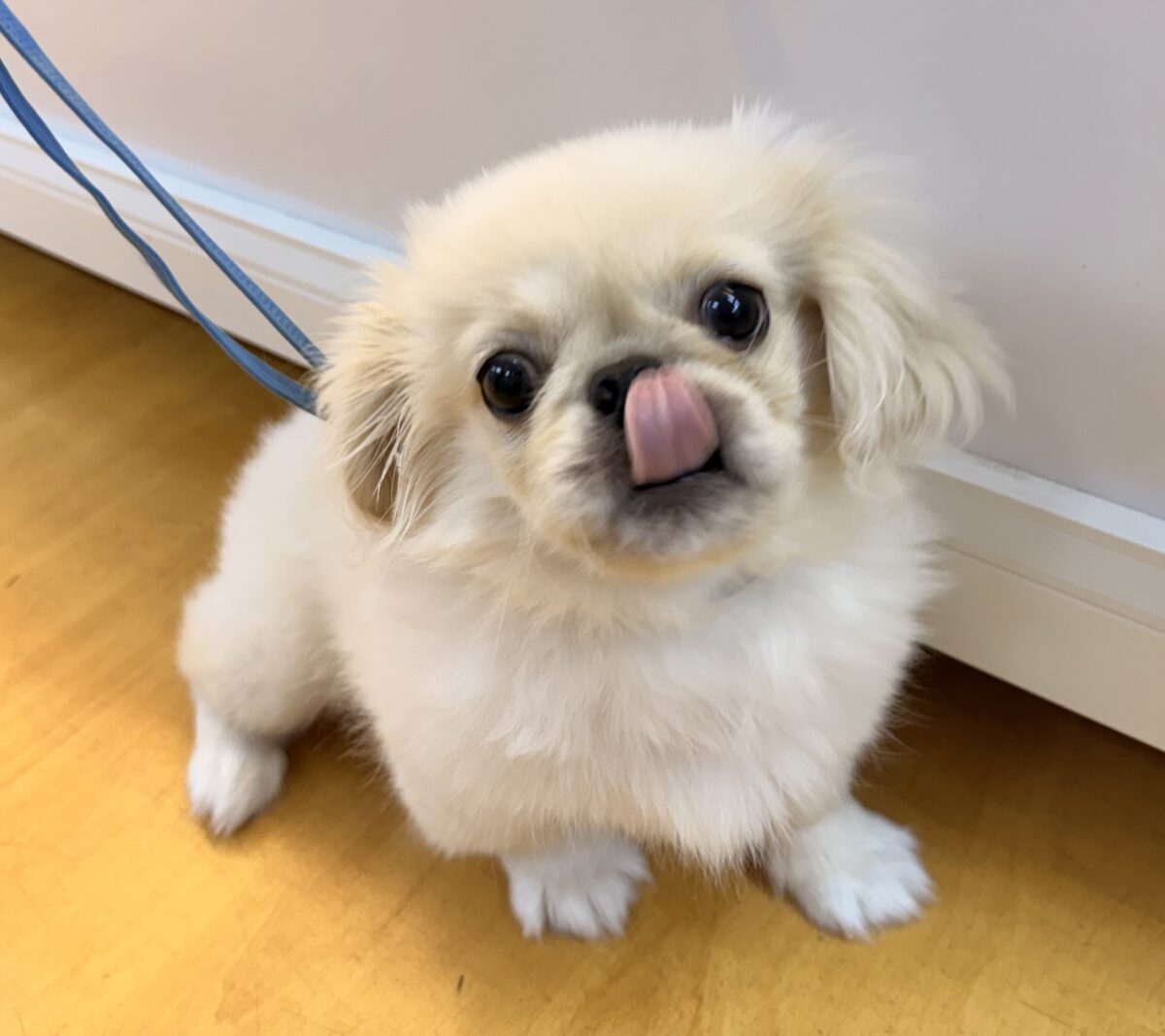 最新📷アザラシの子供?ペキくん来たよ! ペキニーズ