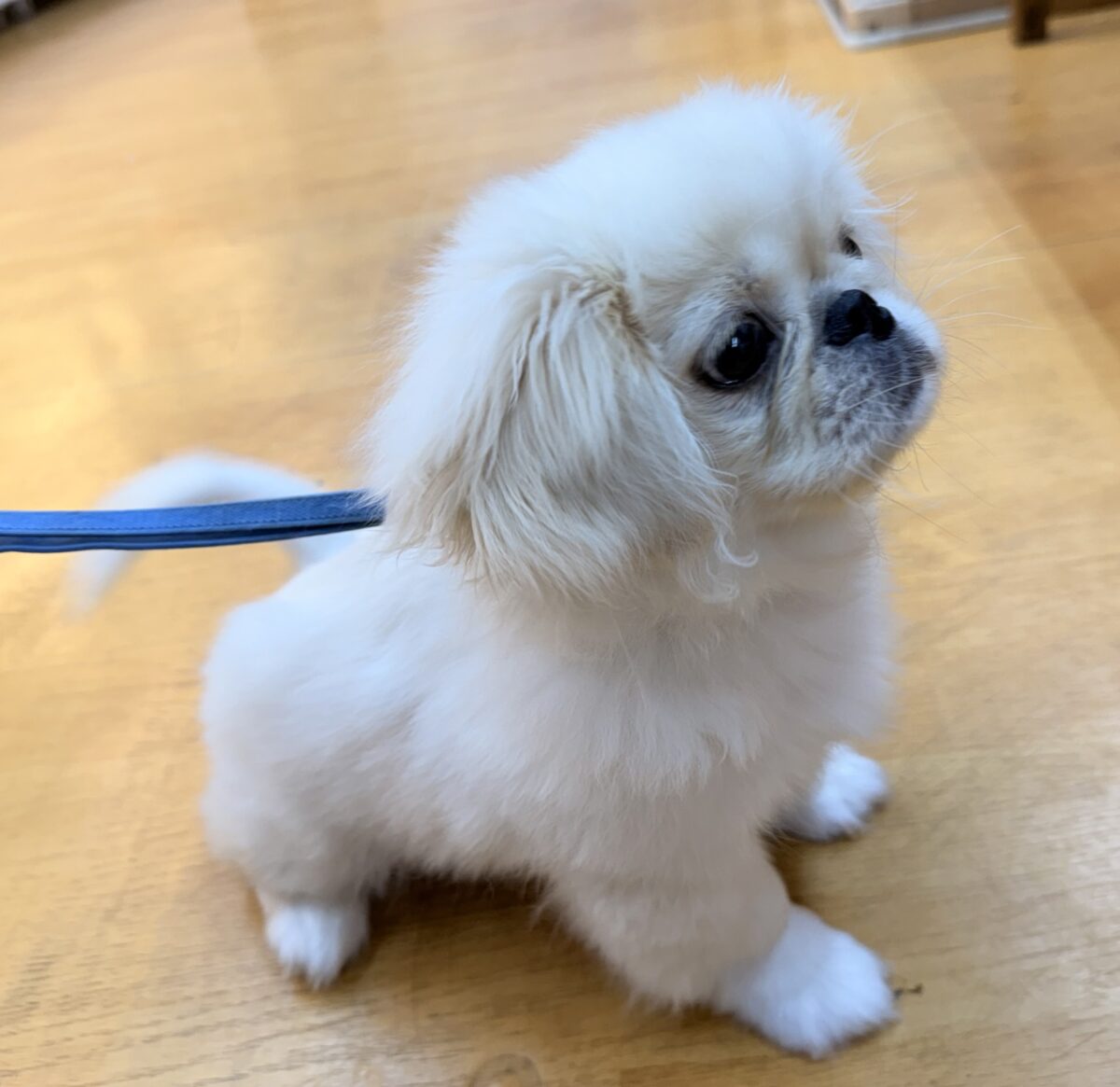 最新📷アザラシの子供?ペキくん来たよ! ペキニーズ