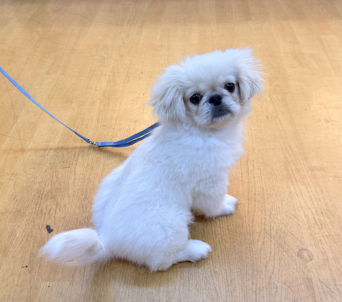 最新📷アザラシの子供?ペキくん来たよ! ペキニーズ