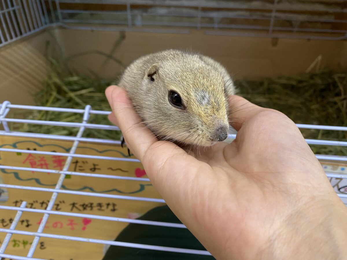 リチャードソンジリス