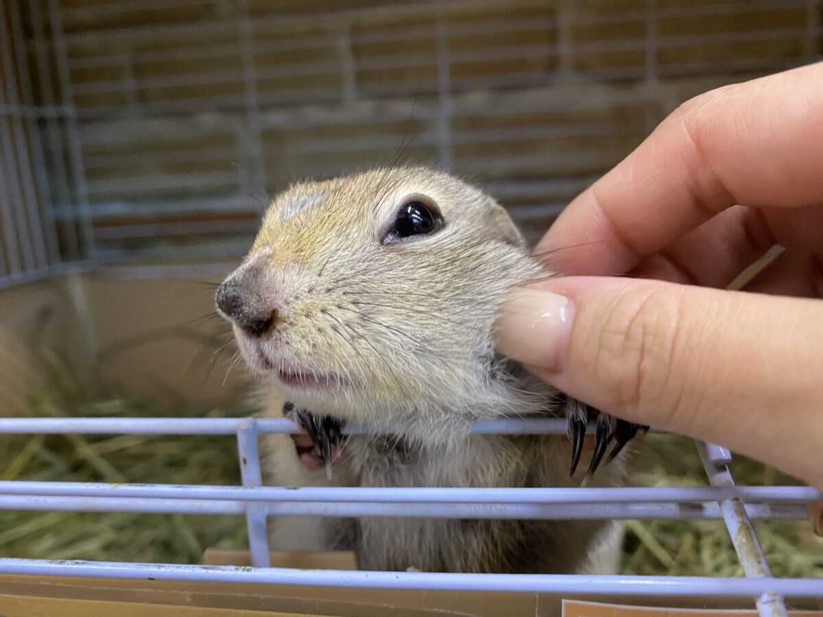 リチャードソンジリス