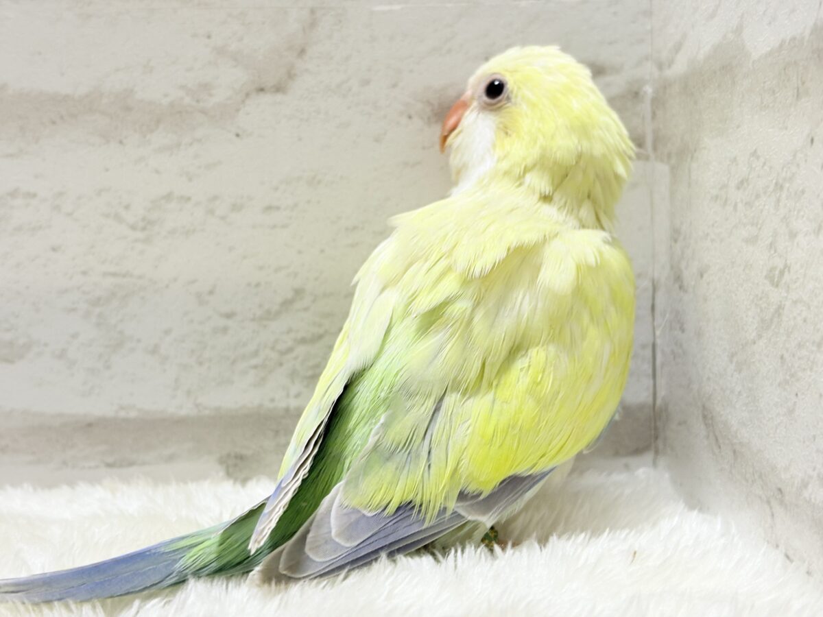 オキナインコ