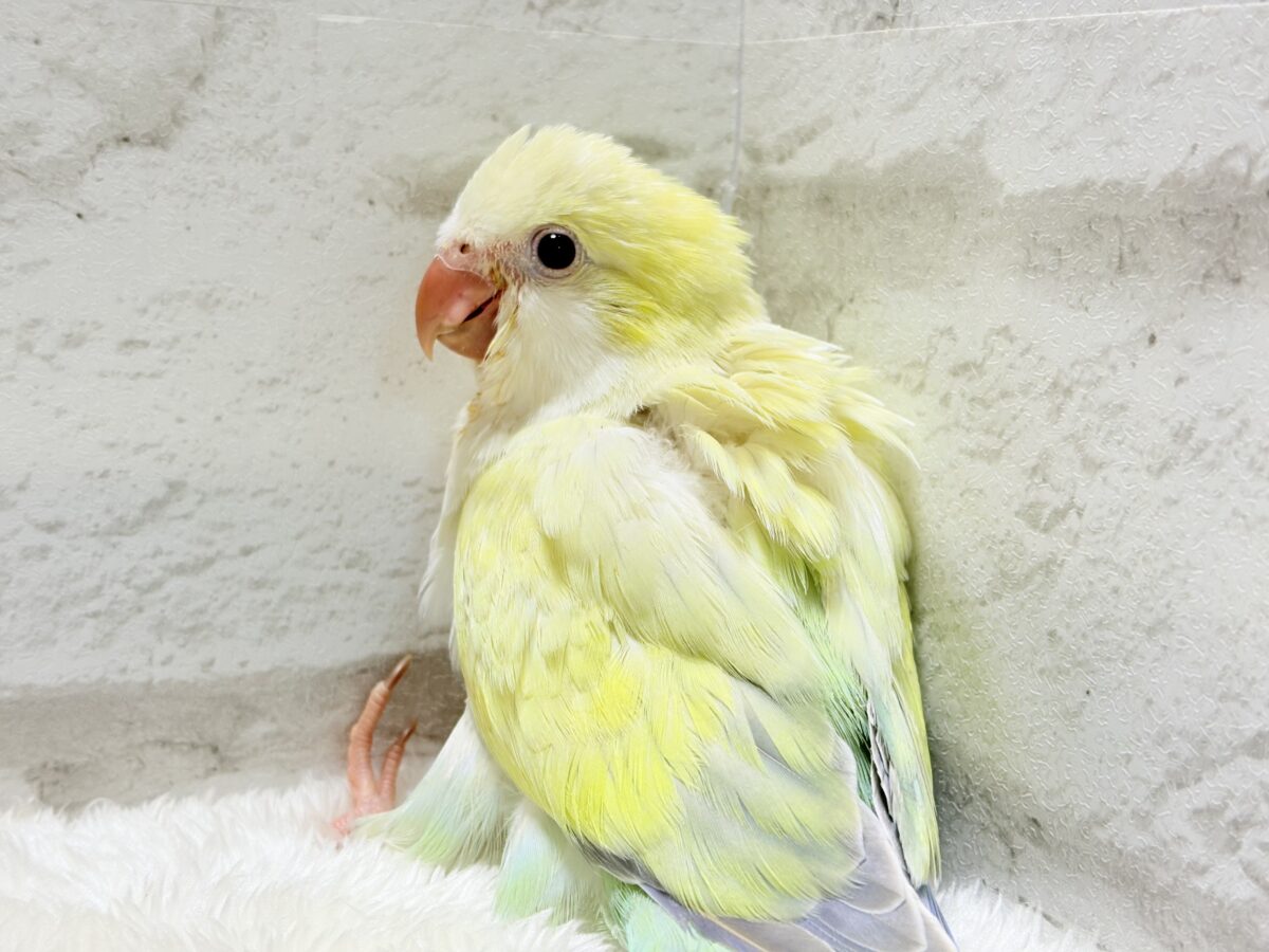 オキナインコ