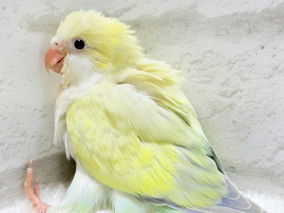 オキナインコ