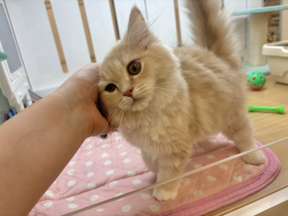 ラガマフィン