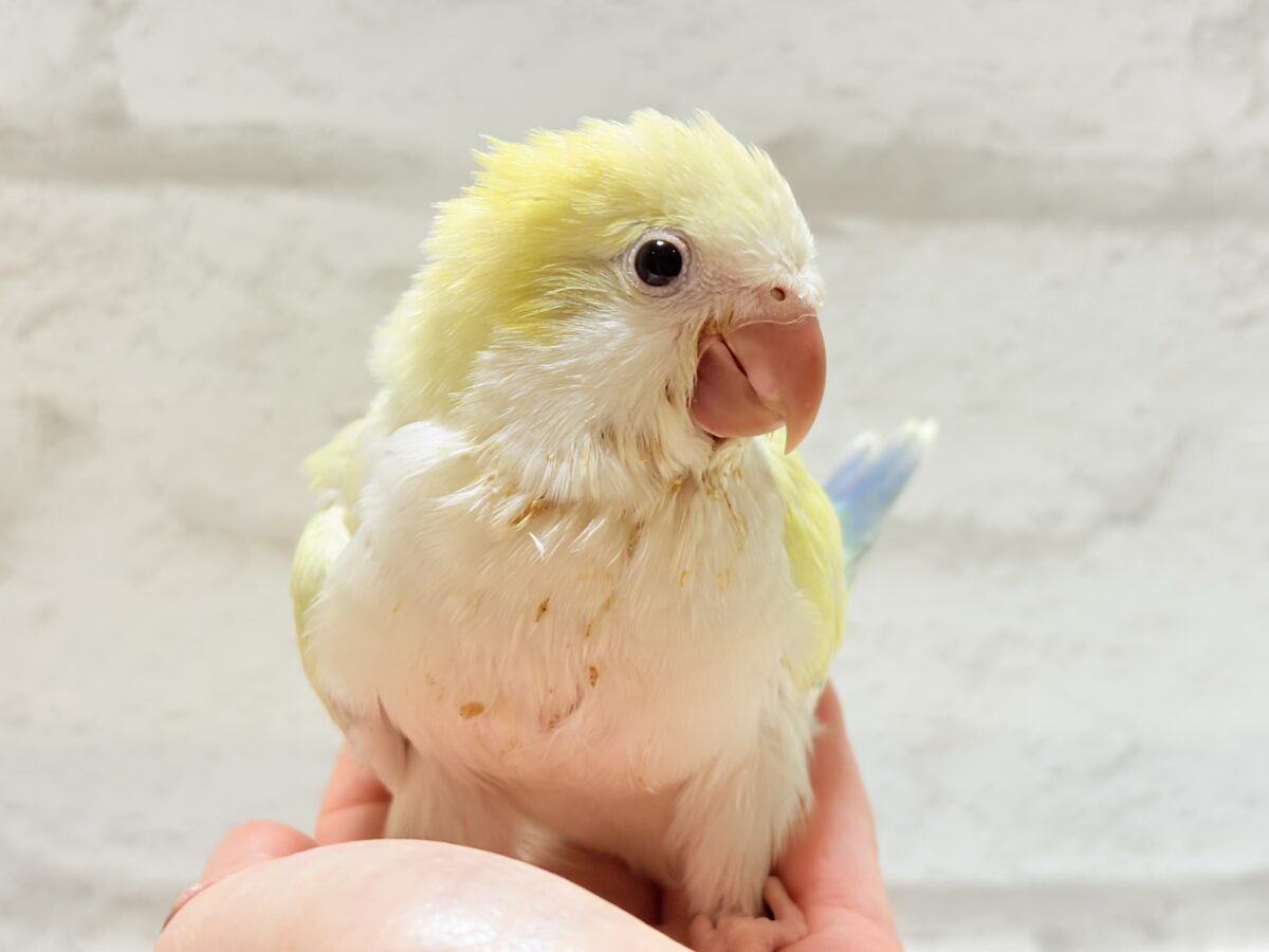オキナインコ