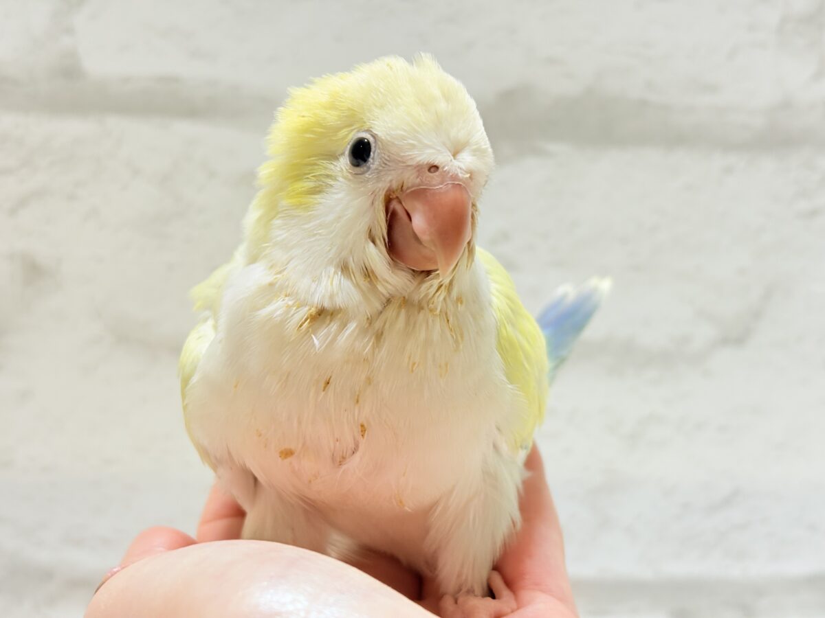 オキナインコ