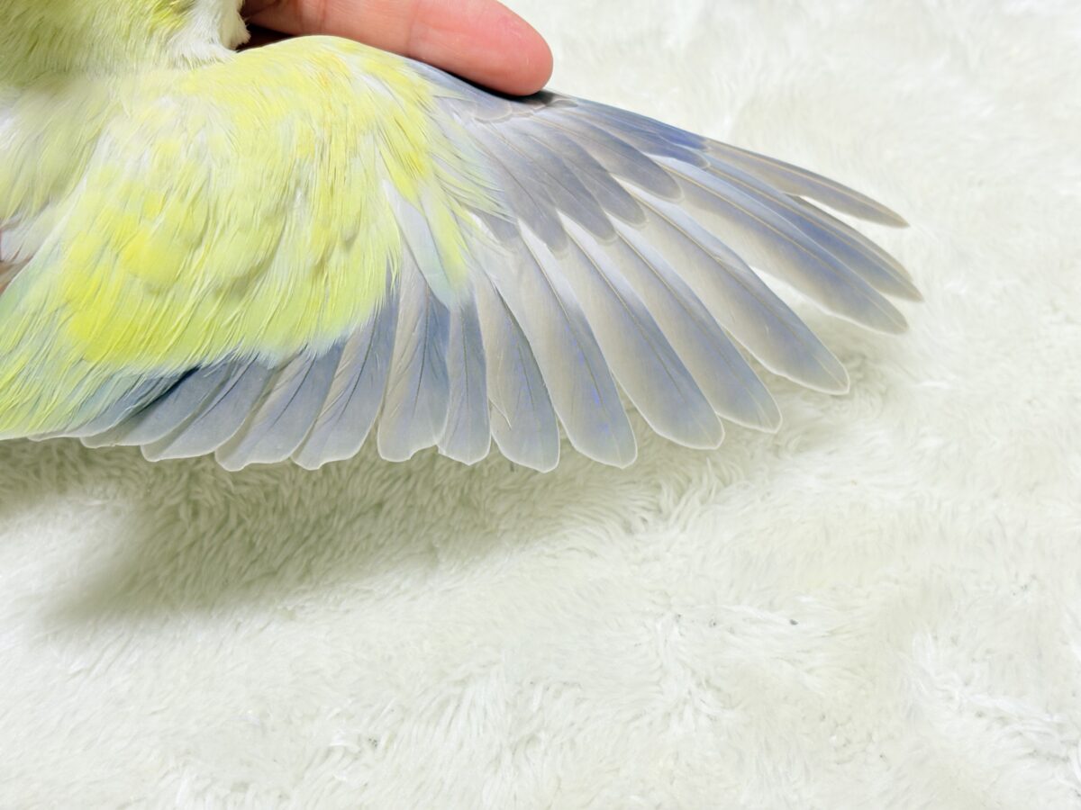 オキナインコ