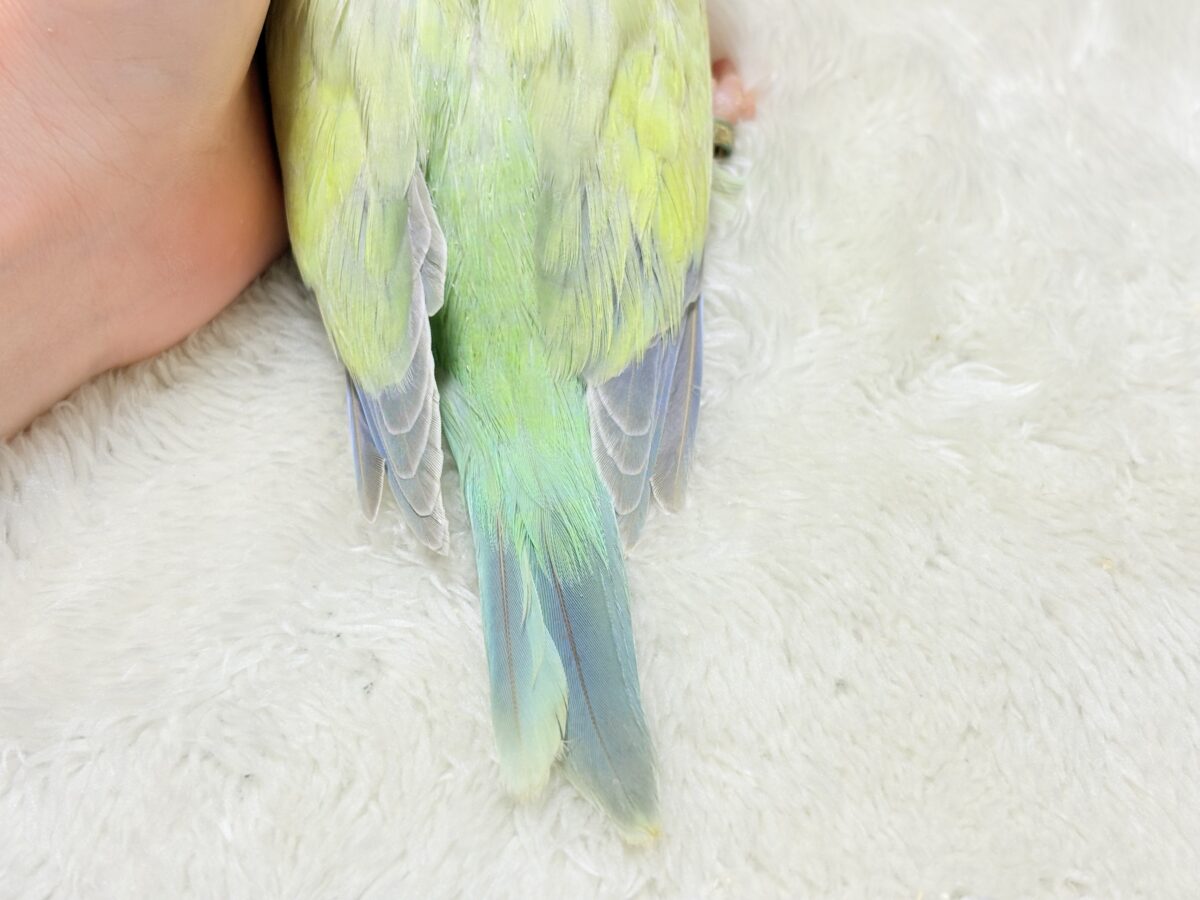 オキナインコ