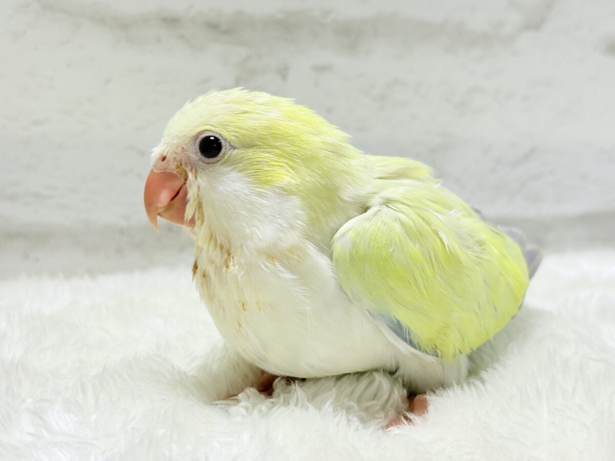 オキナインコ