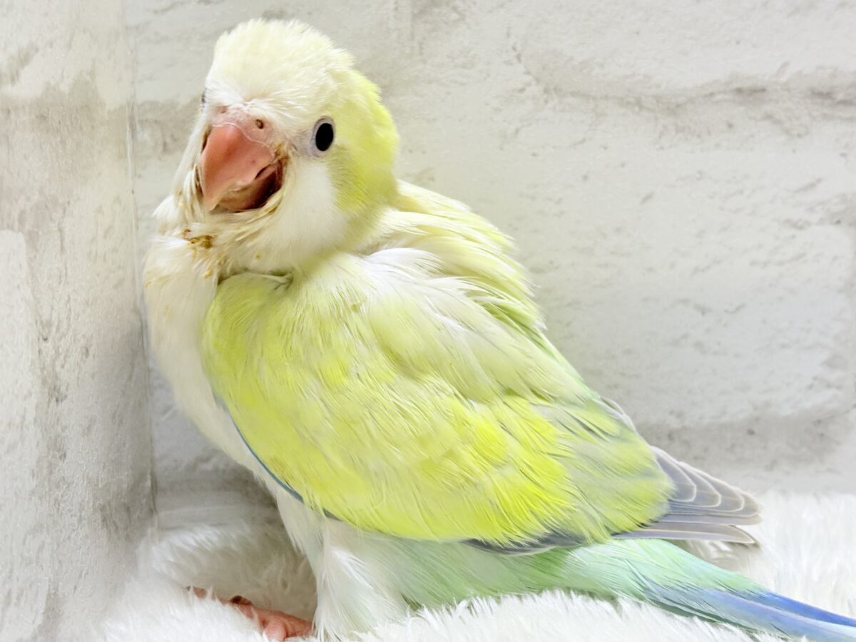 オキナインコ