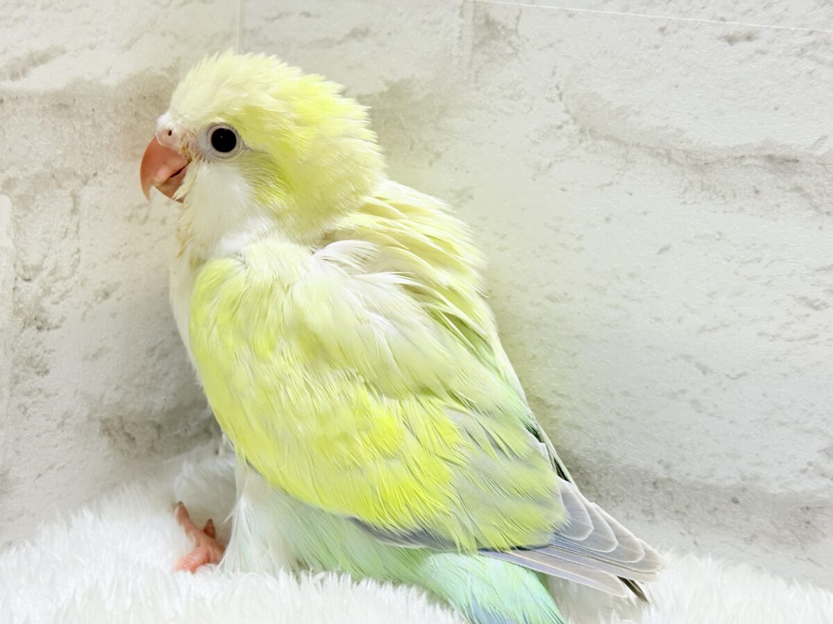 オキナインコ