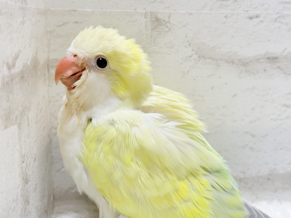 オキナインコ