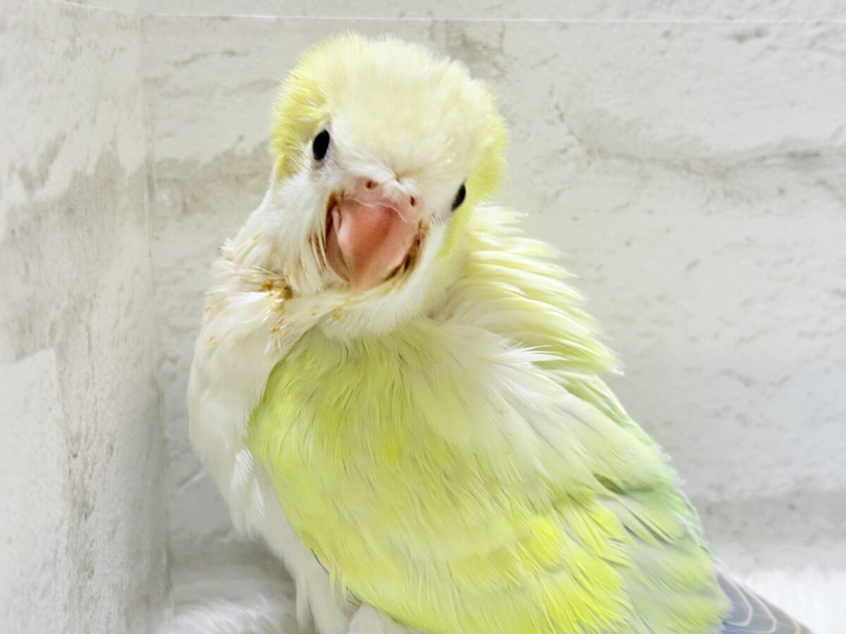 オキナインコ