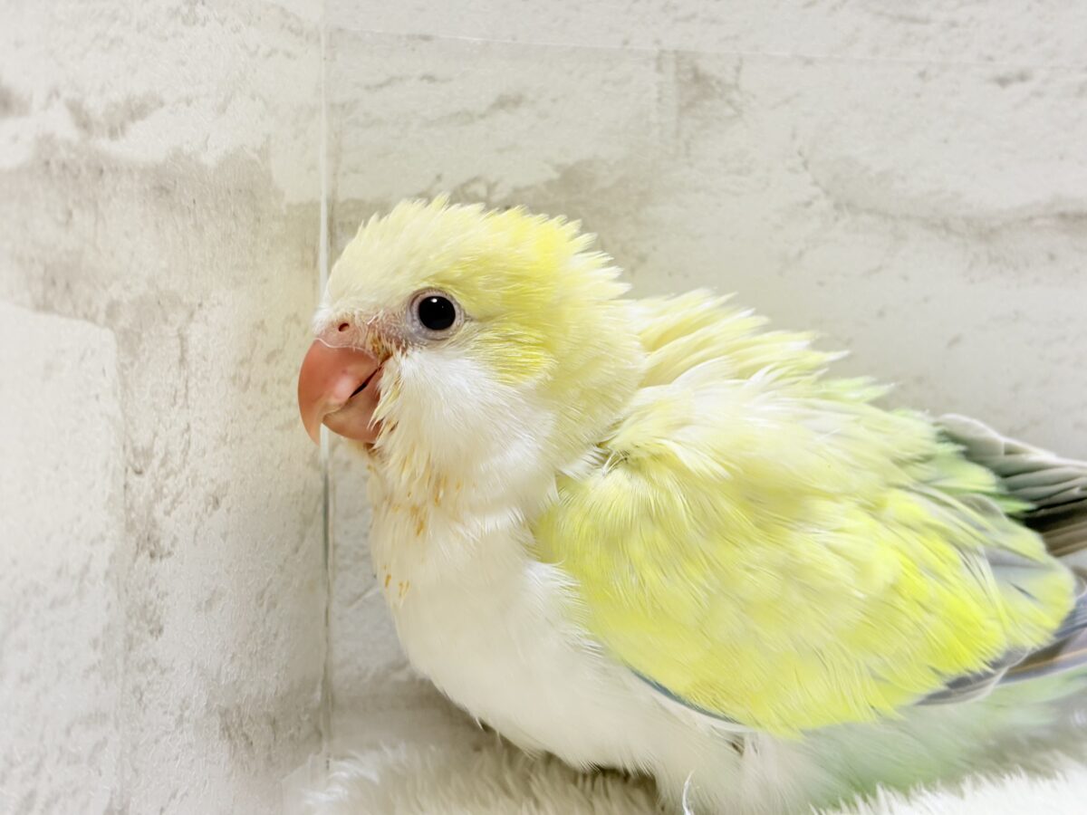オキナインコ