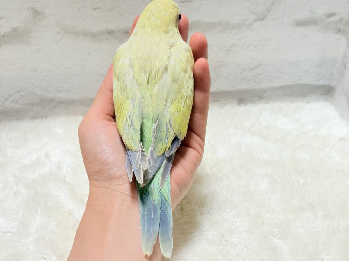 オキナインコ