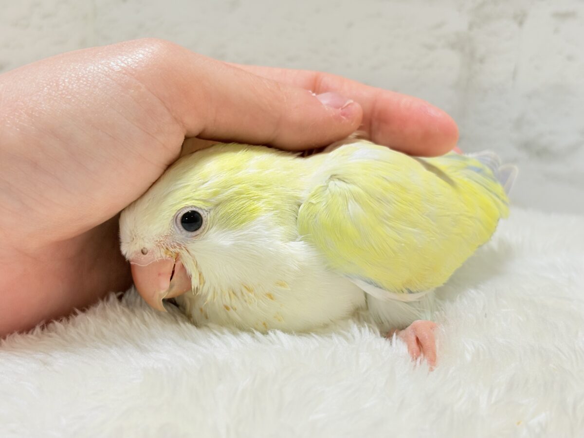 オキナインコ