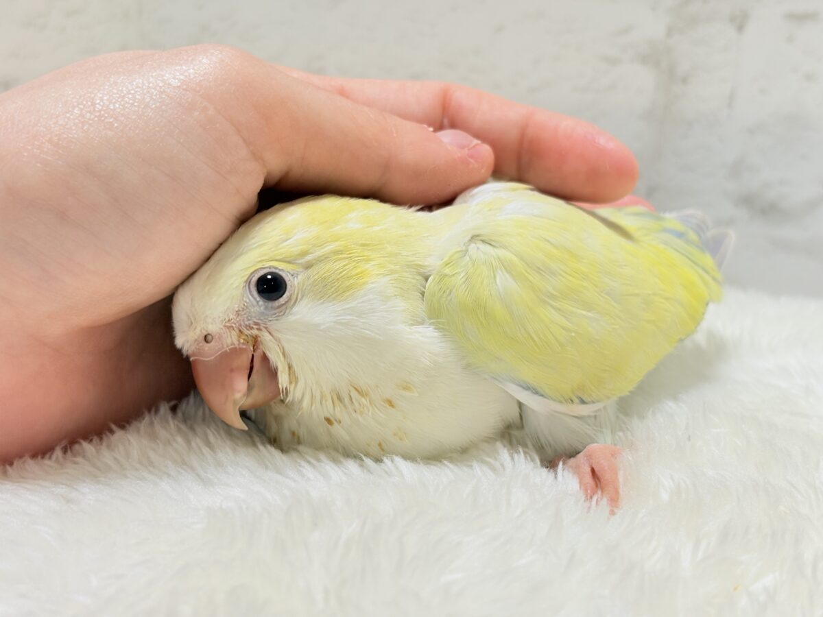 オキナインコ