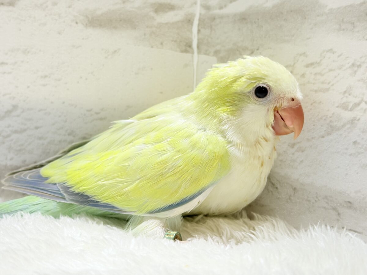 オキナインコ