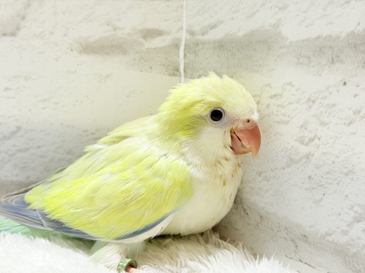 オキナインコ
