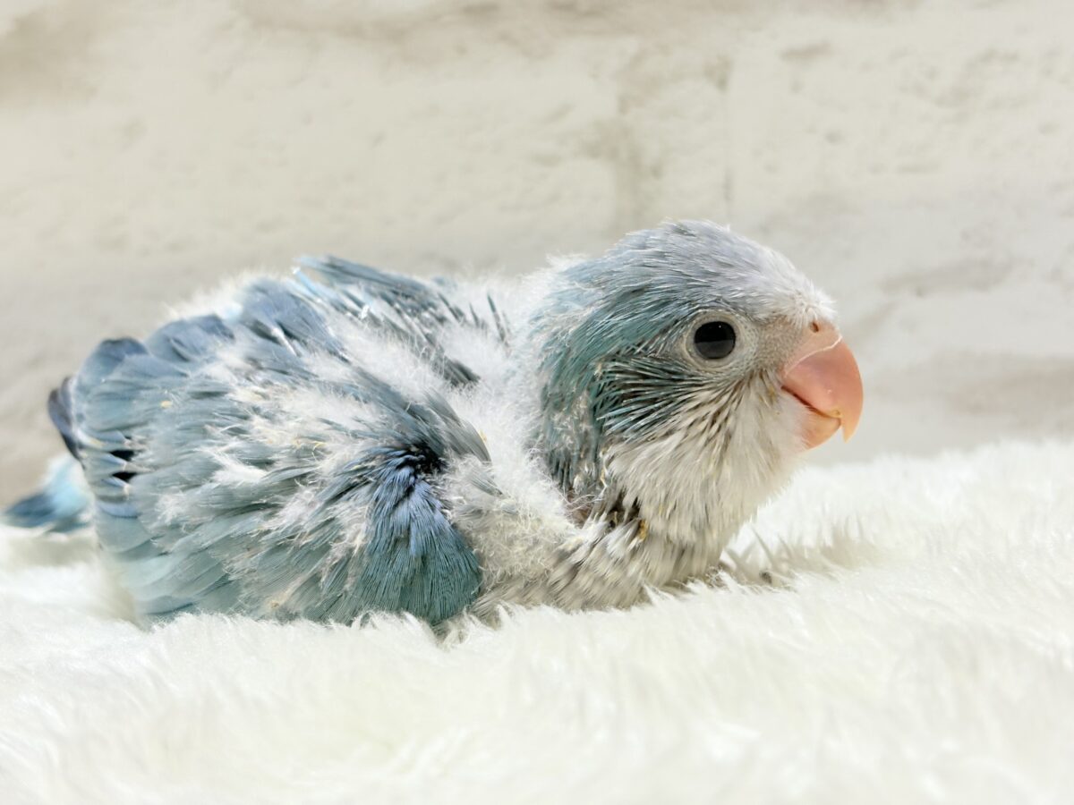 オキナインコ