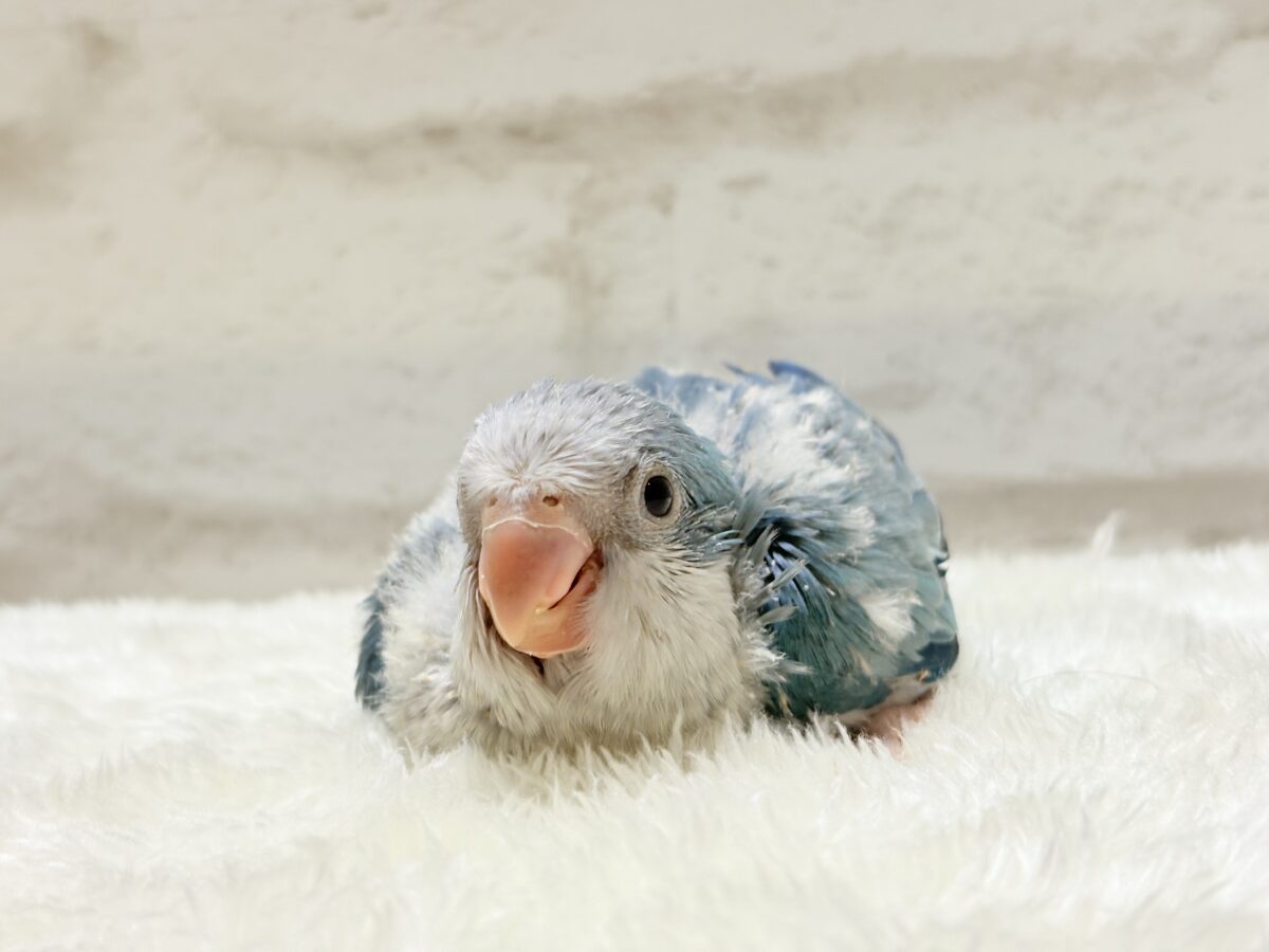 オキナインコ