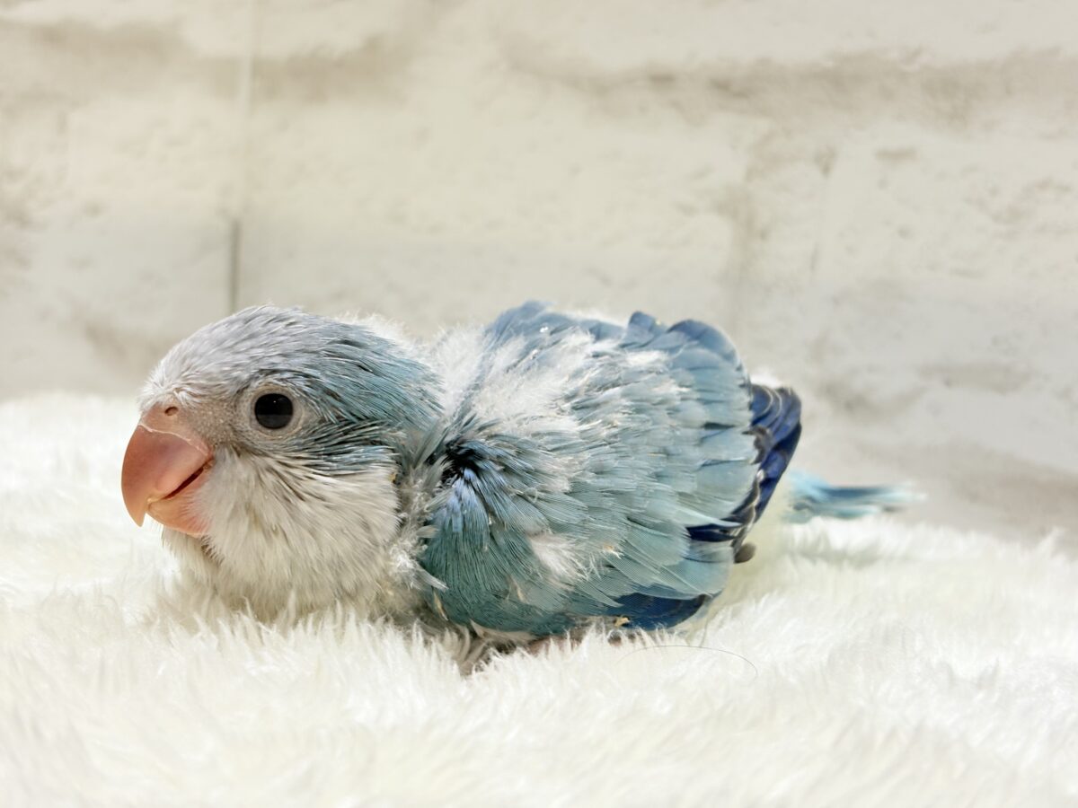 オキナインコ