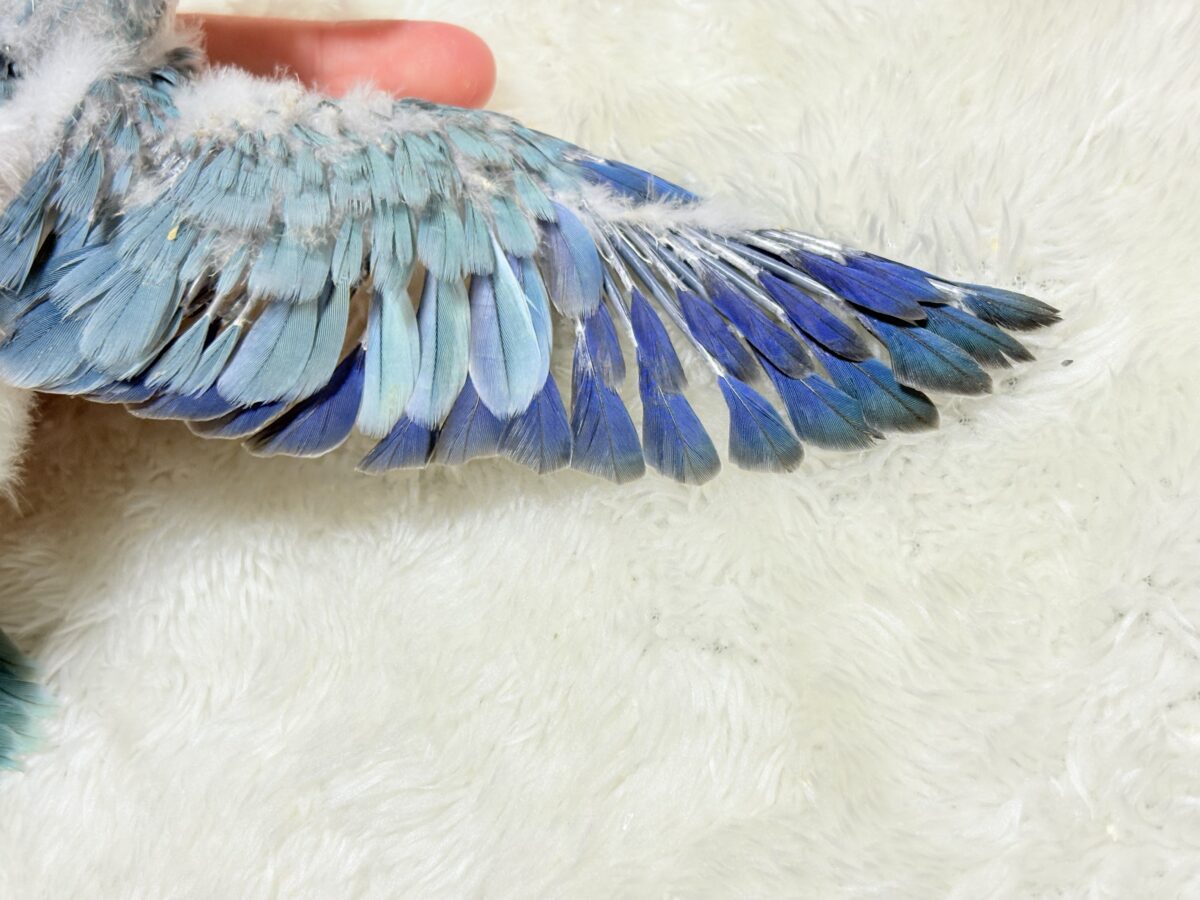 【最新画像更新🪄もうすぐひとり餌☆】十羽十色🪶🩵濃いめちゃんの魅力光る✨オキナインコ(ブルーオパーリン) ヒナ オキナインコ