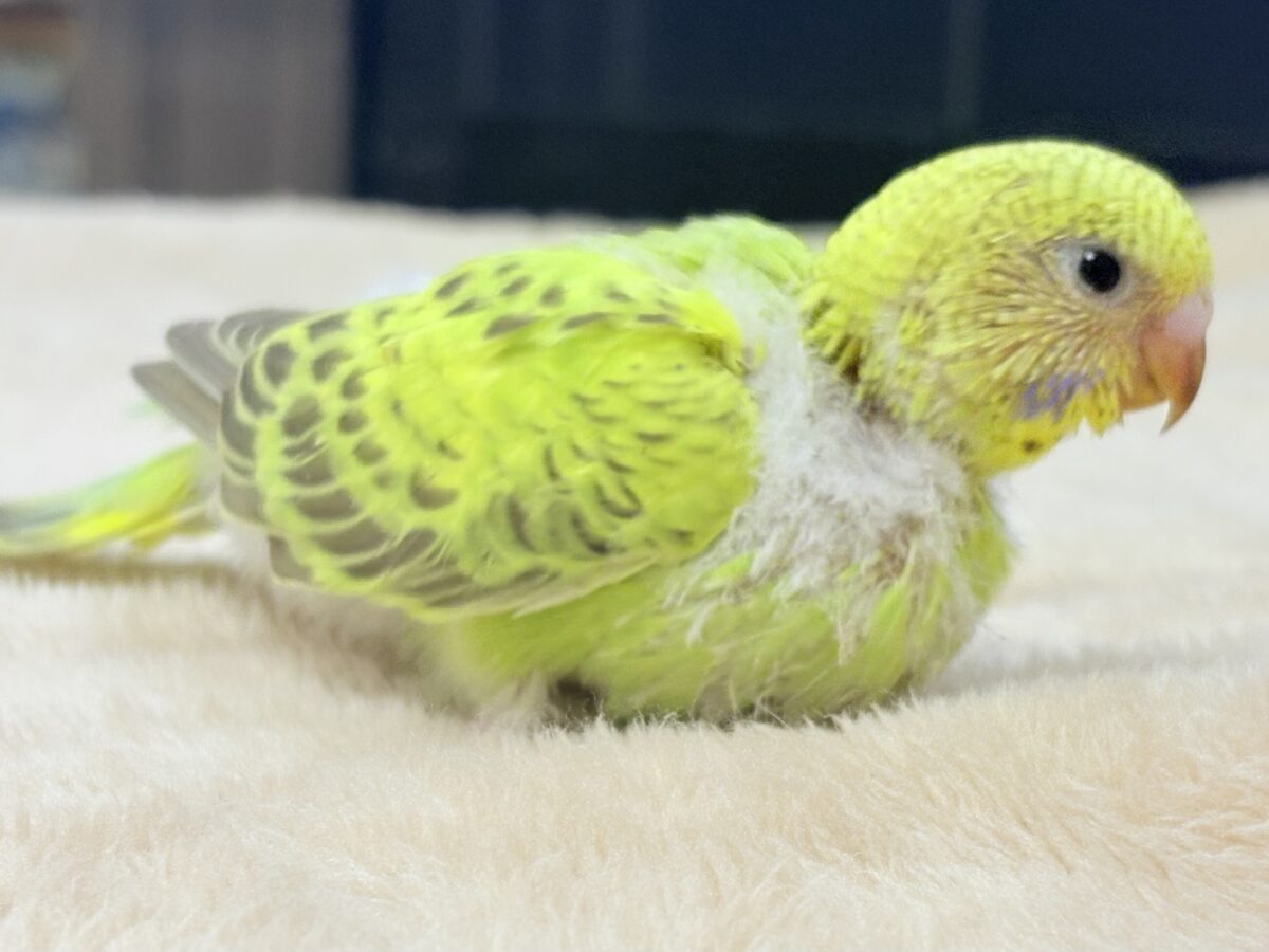 なんとも珍しいシナモンカラー👀✨️セキセイインコ(シナモンオパーリン)ヒナ セキセイインコ
