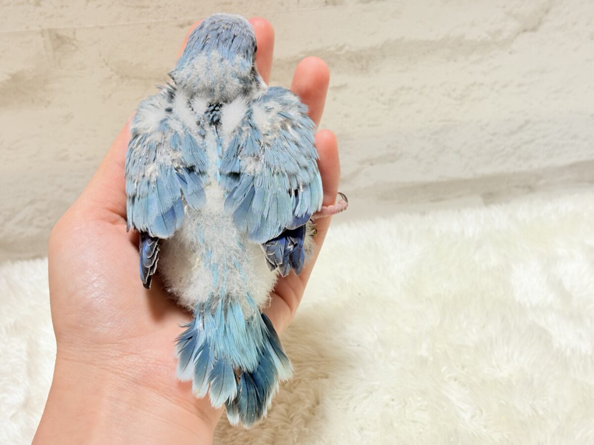 オキナインコ