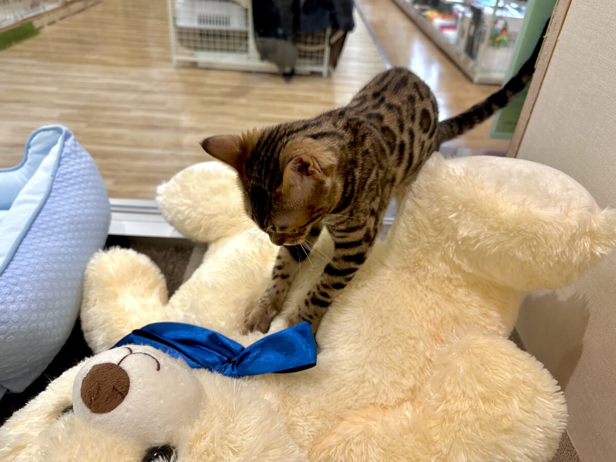 たくさん遊んでほしいな- ̗̀🐯 ̖́-ベンガル女の子 ベンガル