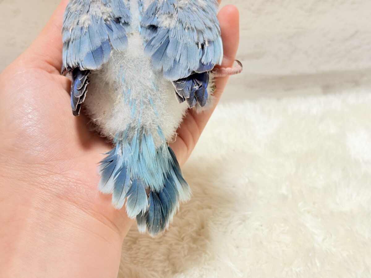 オキナインコ