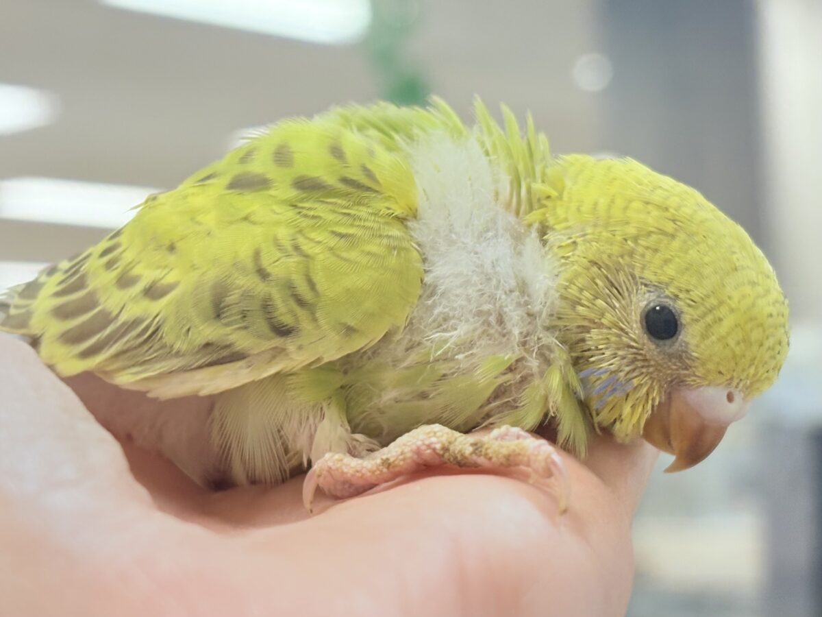 なんとも珍しいシナモンカラー👀✨️セキセイインコ(シナモンオパーリン)ヒナ セキセイインコ