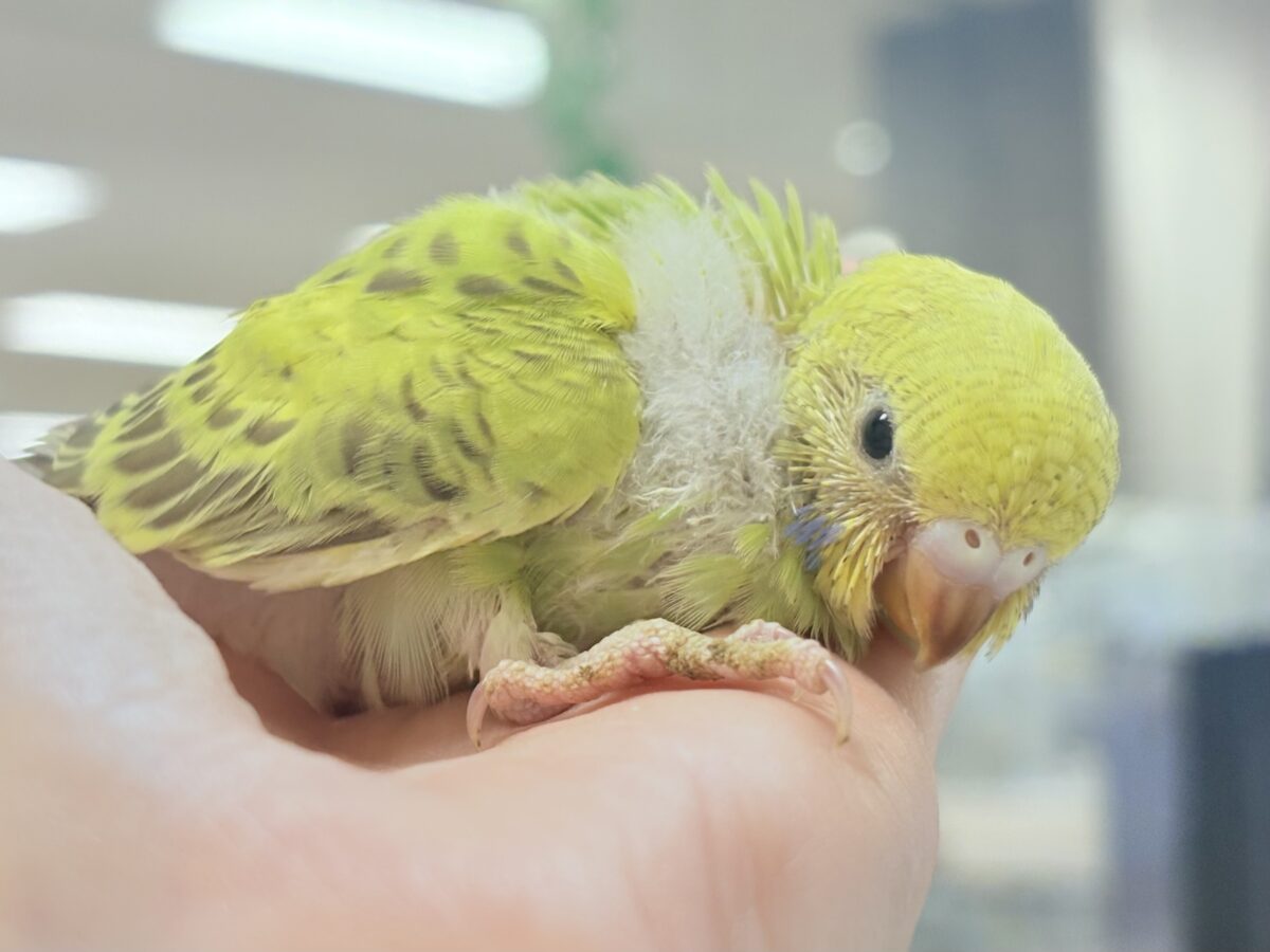 なんとも珍しいシナモンカラー👀✨️セキセイインコ(シナモンオパーリン)ヒナ セキセイインコ