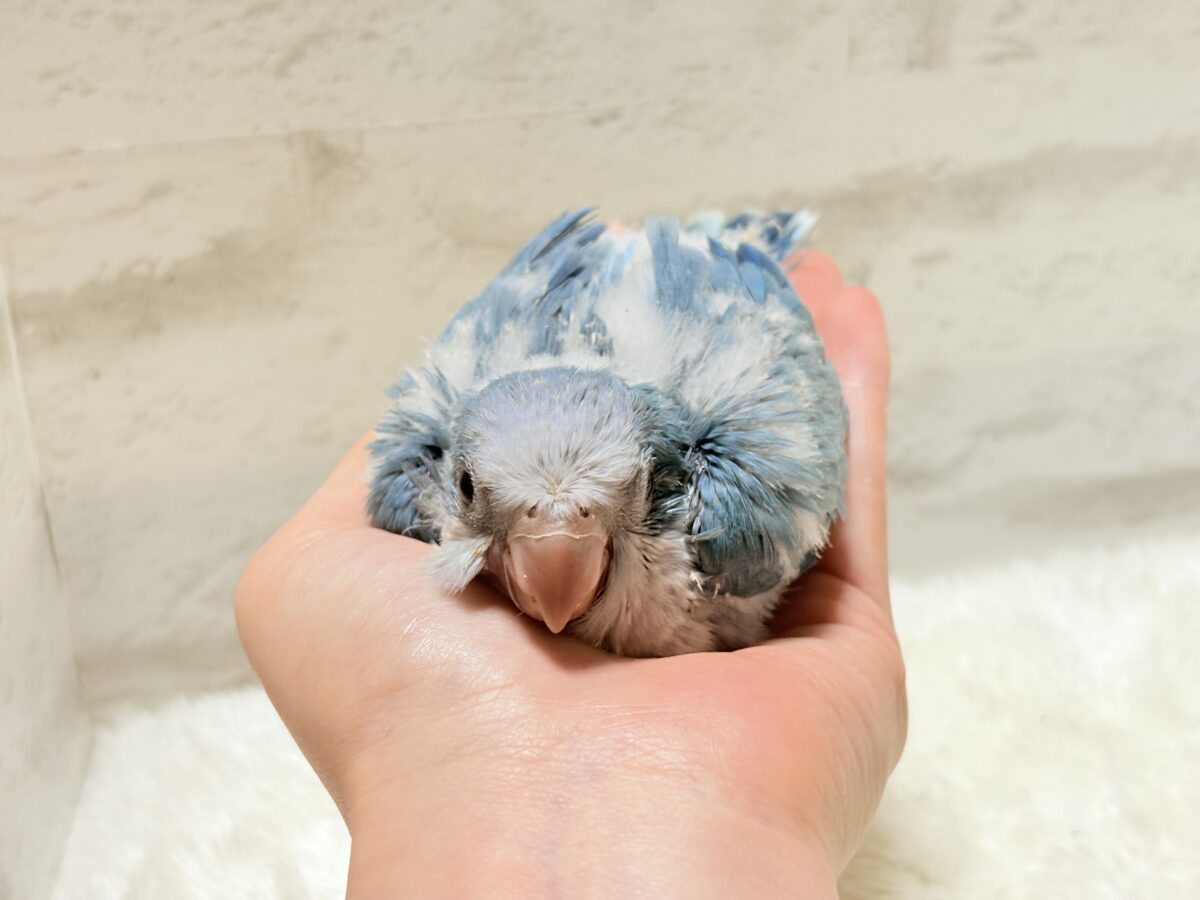 オキナインコ