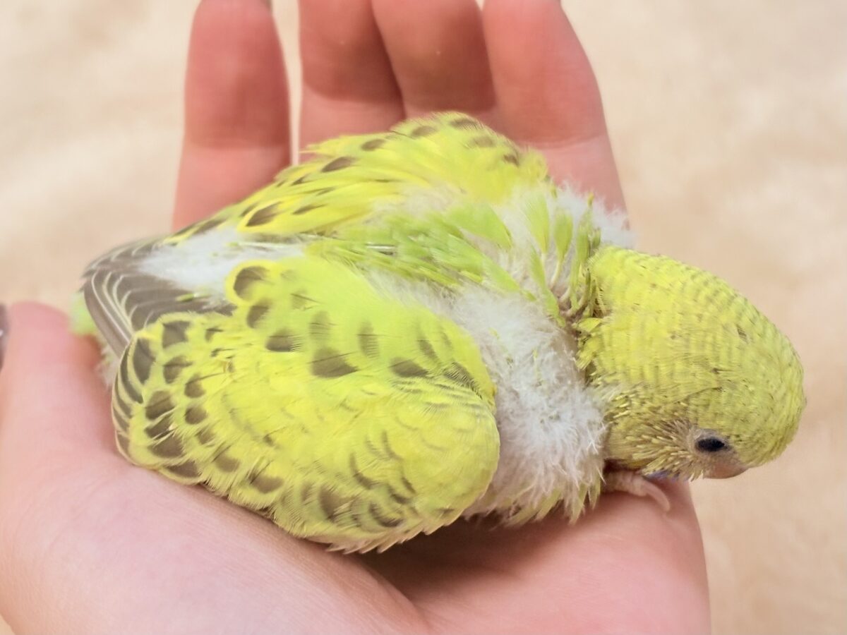 なんとも珍しいシナモンカラー👀✨️セキセイインコ(シナモンオパーリン)ヒナ セキセイインコ