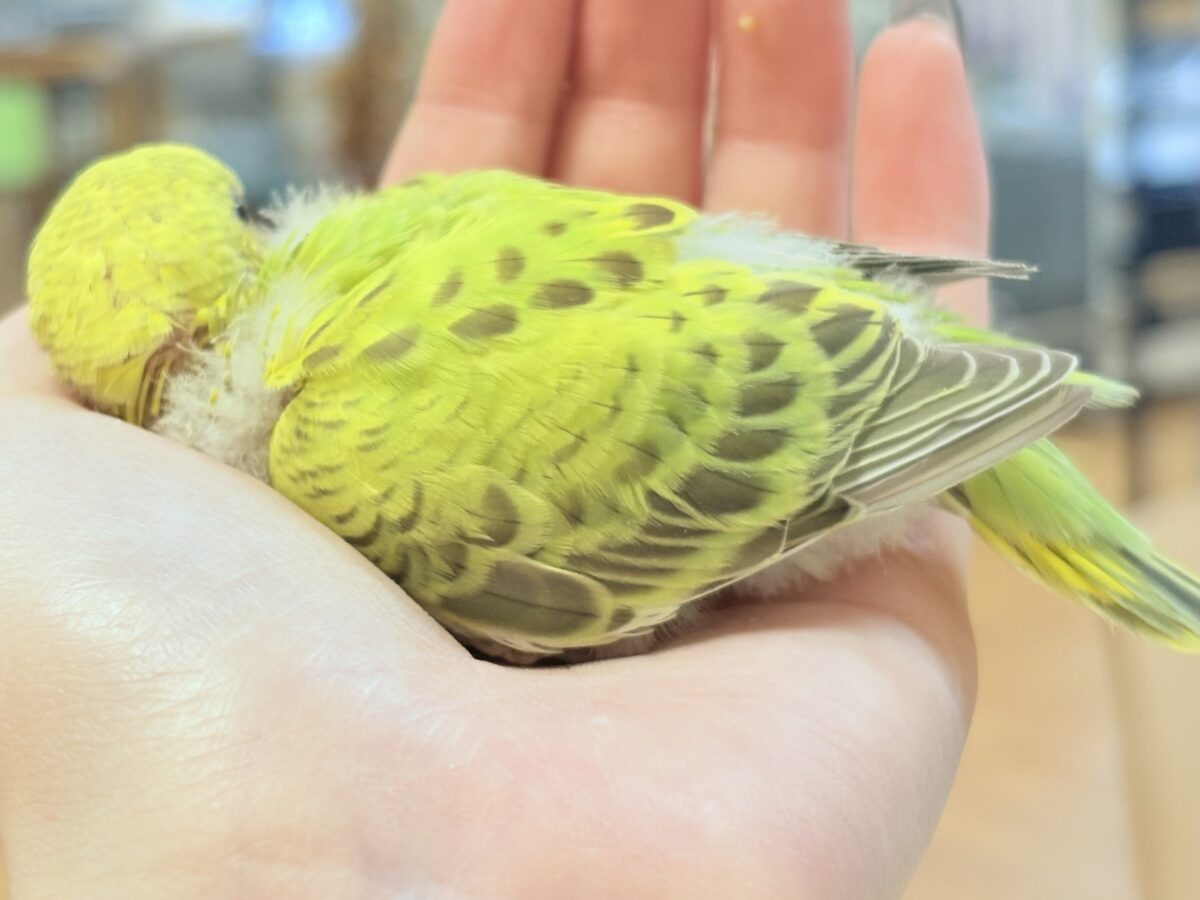 なんとも珍しいシナモンカラー👀✨️セキセイインコ(シナモンオパーリン)ヒナ セキセイインコ
