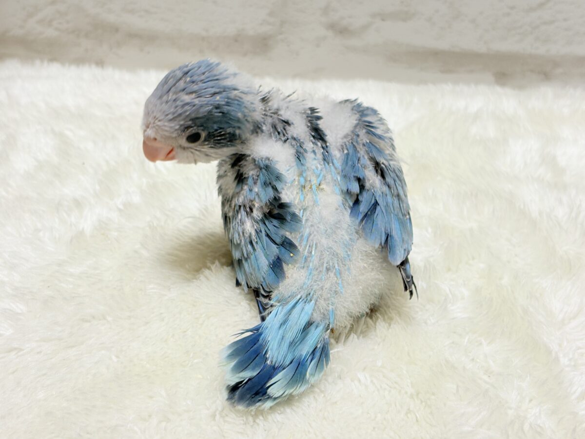 オキナインコ