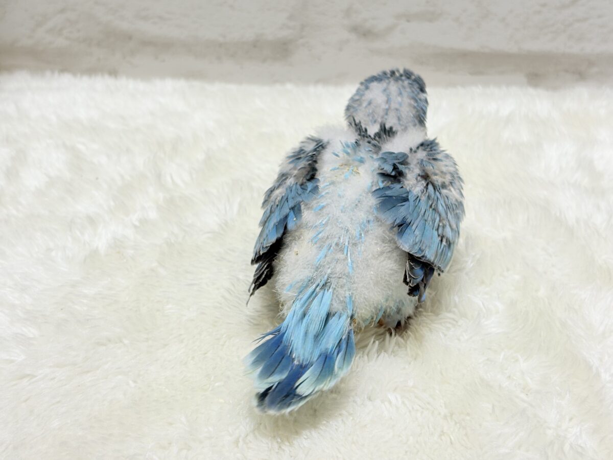 オキナインコ