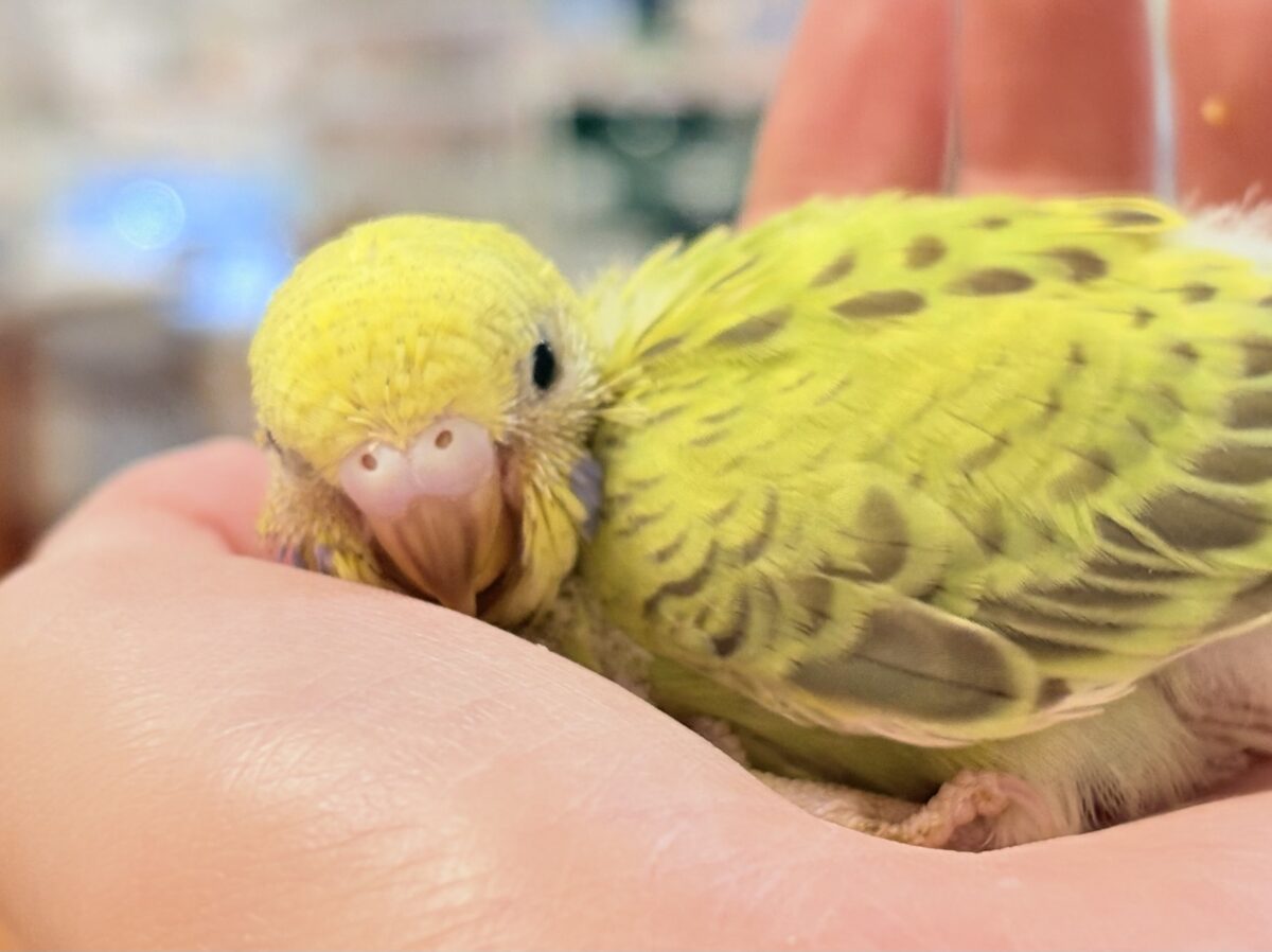 なんとも珍しいシナモンカラー👀✨️セキセイインコ(シナモンオパーリン)ヒナ セキセイインコ