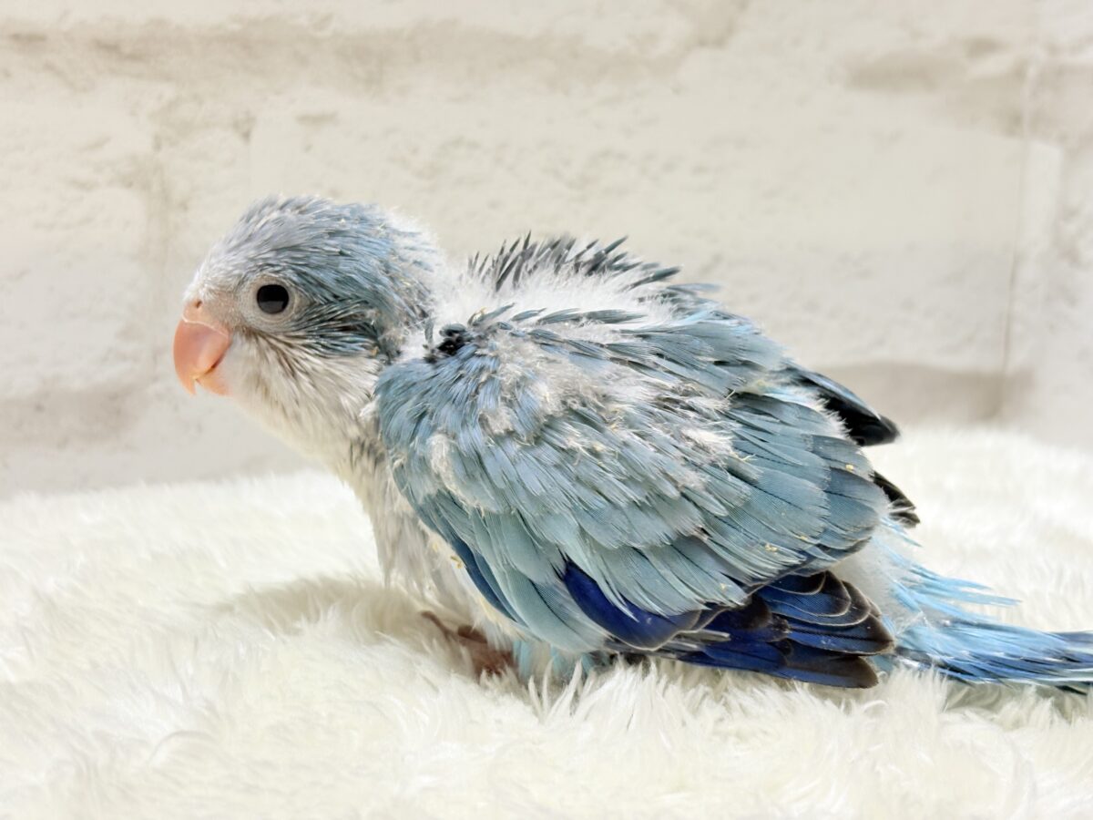 オキナインコ