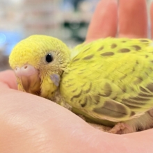 なんとも珍しいシナモンカラー👀✨️セキセイインコ(シナモンオパーリン)ヒナ