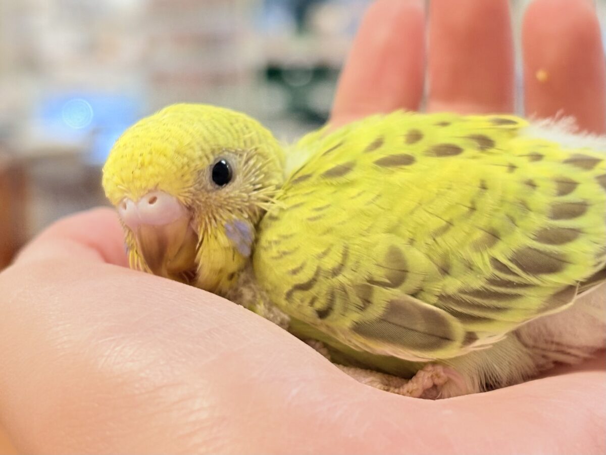 なんとも珍しいシナモンカラー👀✨️セキセイインコ(シナモンオパーリン)ヒナ セキセイインコ