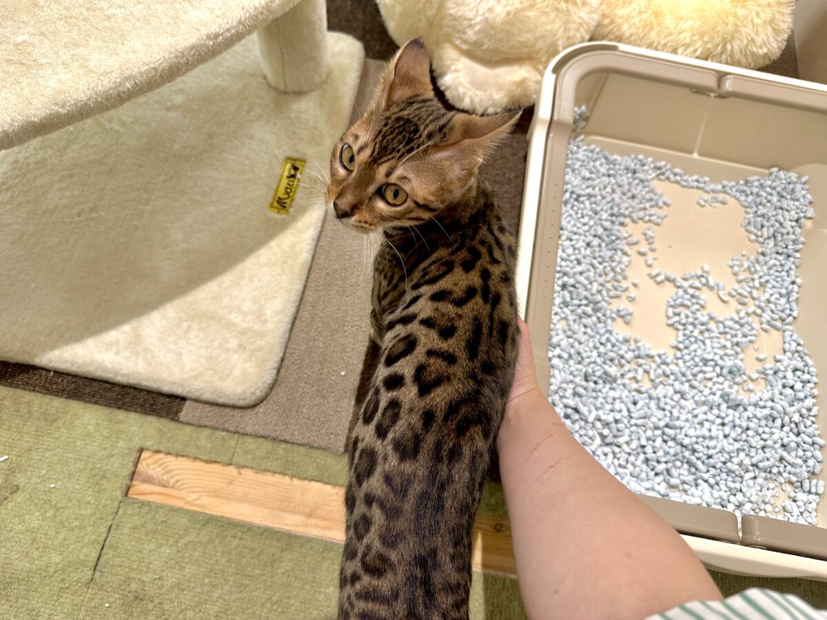 たくさん遊んでほしいな- ̗̀🐯 ̖́-ベンガル女の子 ベンガル