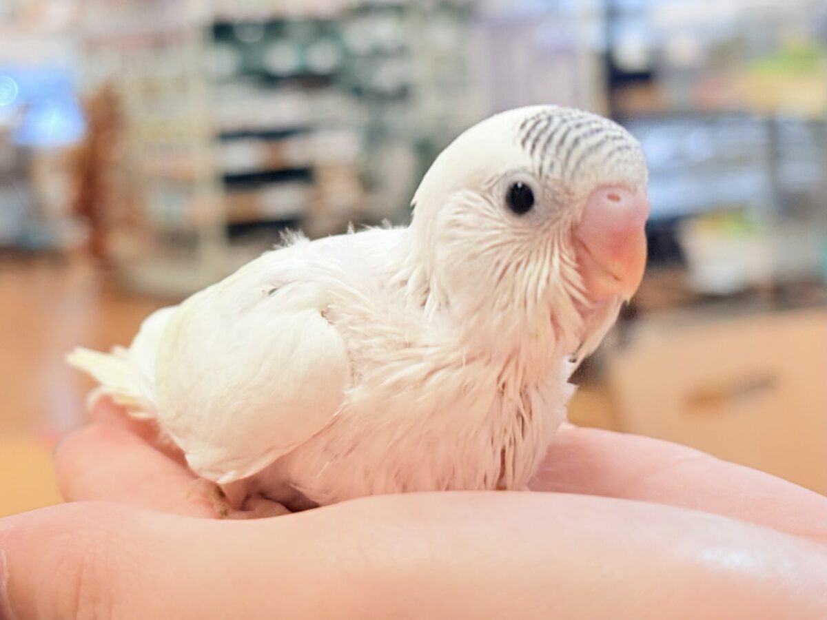 頭の模様🤍🫶🖤素敵でしょ❣️セキセイインコ(白ハルクイン)ヒナ セキセイインコ