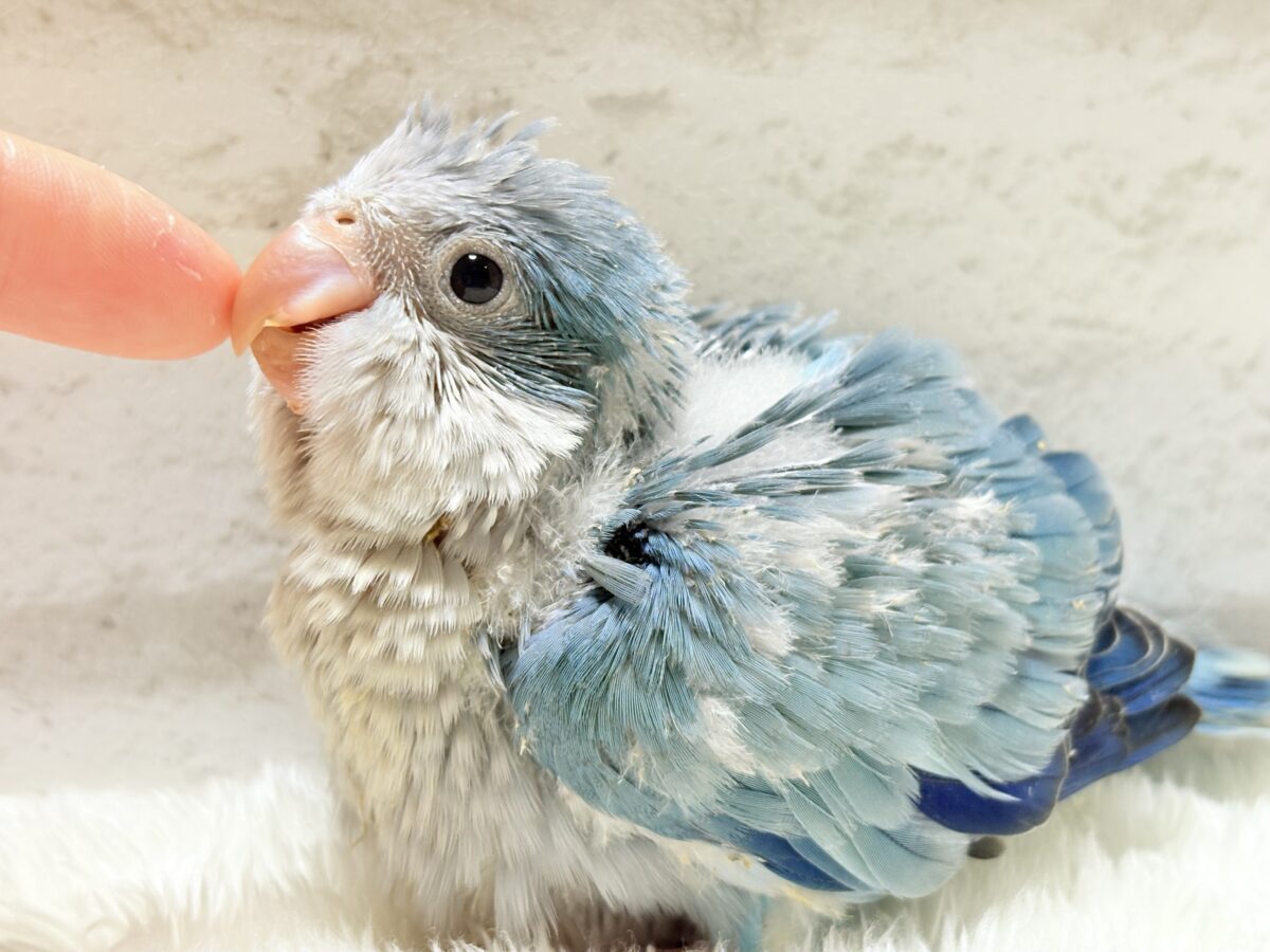 【最新画像更新🪄もうすぐひとり餌☆】十羽十色🪶🩵濃いめちゃんの魅力光る✨オキナインコ(ブルーオパーリン) ヒナ オキナインコ