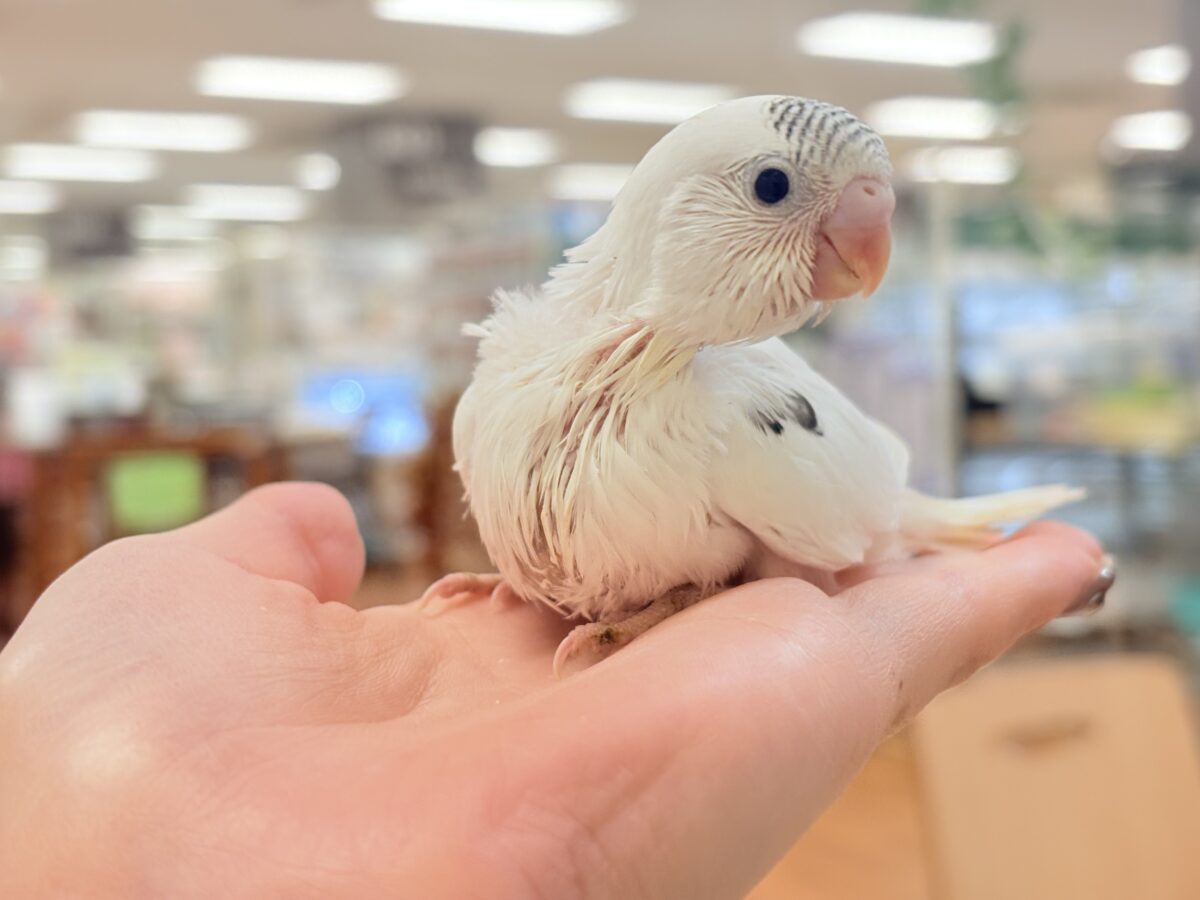 頭の模様🤍🫶🖤素敵でしょ❣️セキセイインコ(白ハルクイン)ヒナ セキセイインコ