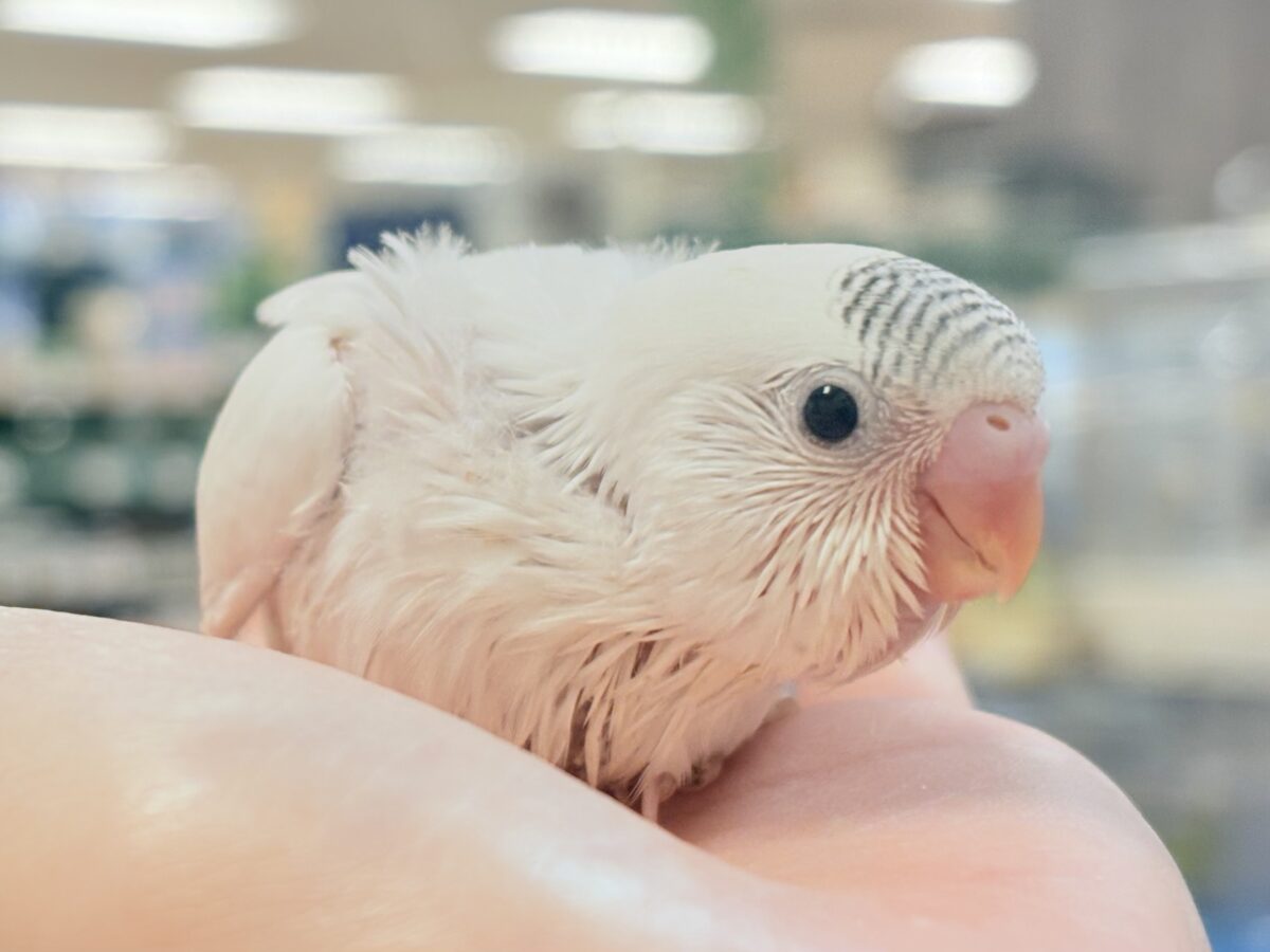 頭の模様🤍🫶🖤素敵でしょ❣️セキセイインコ(白ハルクイン)ヒナ セキセイインコ