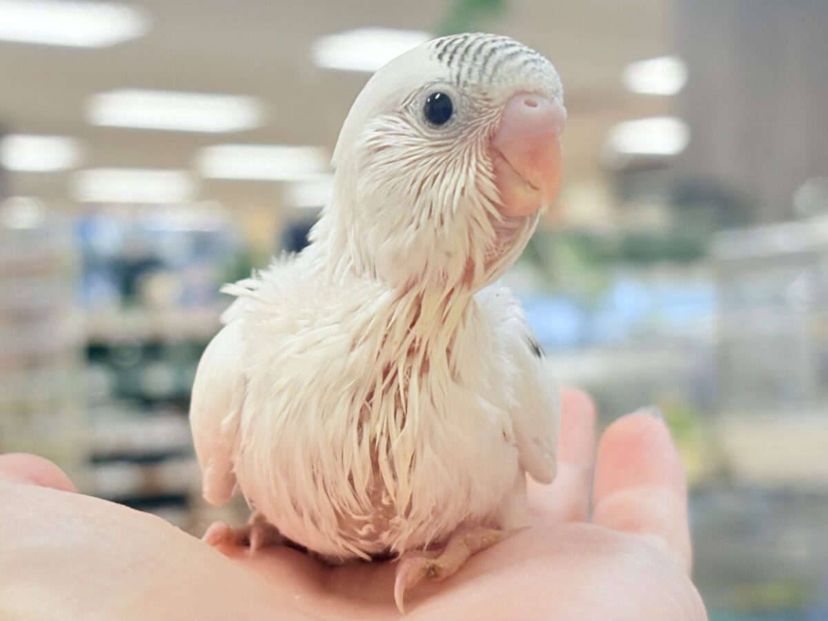 頭の模様🤍🫶🖤素敵でしょ❣️セキセイインコ(白ハルクイン)ヒナ セキセイインコ