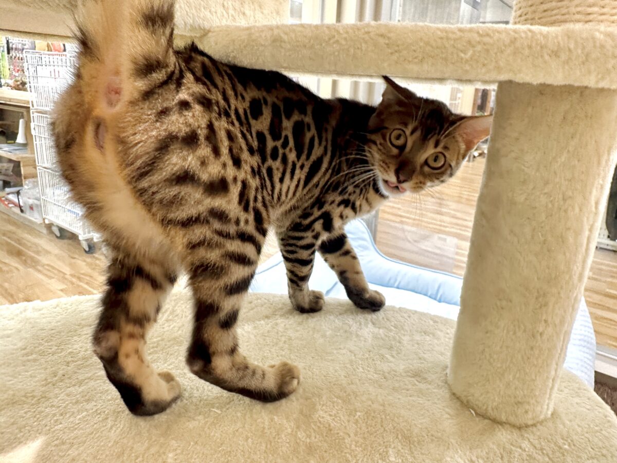 たくさん遊んでほしいな- ̗̀🐯 ̖́-ベンガル女の子 ベンガル